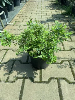 Spiraea Japonica 'Little Princess' - Tawuła Japońska - C2