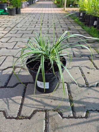 Carex oshimensis Everest - Turzyca oszimska - C2