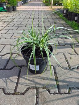 Carex oshimensis Everest - Turzyca oszimska - C2