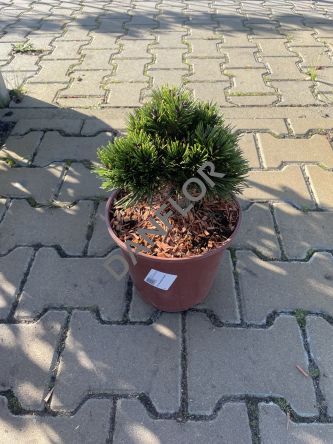 Pinus Leucodermis 'Smidtii' - Sosna Bośniacka - C5