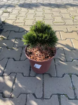 Pinus Leucodermis 'Smidtii' - Sosna Bośniacka - C5