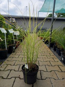 Miscanthus sinensis 'Kleine Silsberspinne' - Miskant Chiński - C3