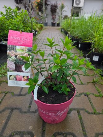 Hydrangea Paniculata Pinklight - Hortensja bukietowa C5