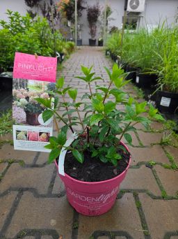 Hydrangea Paniculata Pinklight - Hortensja bukietowa C5