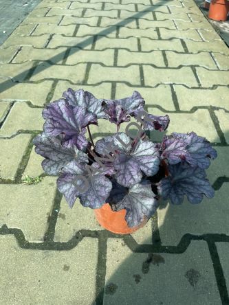 Heuchera 'Forever Purple' - Żurawka - C1,5