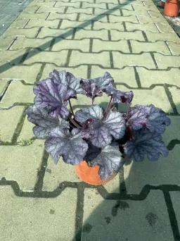 Heuchera 'Forever Purple' - Żurawka - C1,5