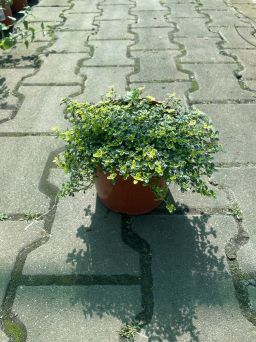 Thymus Citriodorus 'Doone Valley' - Macierzanka Cytrynowa - C1,5