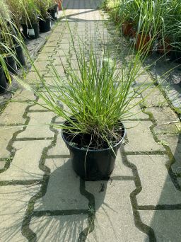 Rozplenica Japońska 'Little Bunny' - Pennisetum Alopecuroides - C3