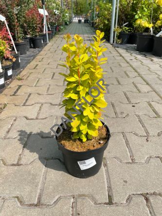 Berberis Thunbergii 'Sunbeam' - Berberys Thunberga - C2