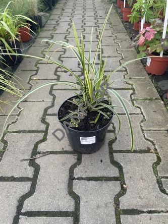 Carex morowii 'Vanilla Ice' - Turzyca Morrowa C3