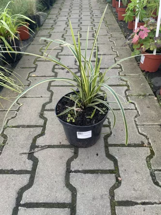 Carex morowii 'Vanilla Ice' - Turzyca Morrowa C3