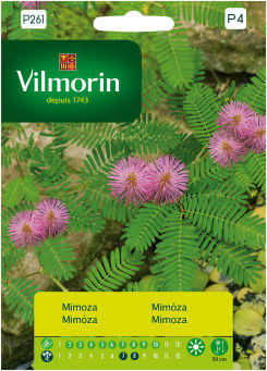 VG - MIMOZA WSTYDLIWA