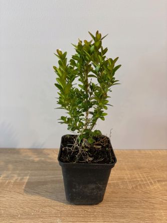 Buxus Sempervirens Suffruticosa - Bukszpan P9/młoda sadzonka