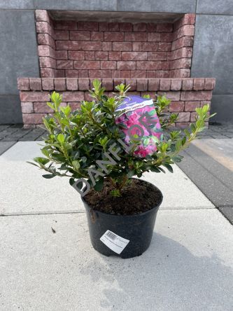 Azalea Japonica 'Kermesina' - Azalia Japońska - C2,5