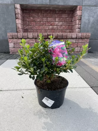 Azalea Japonica 'Kermesina' - Azalia Japońska - C2,5