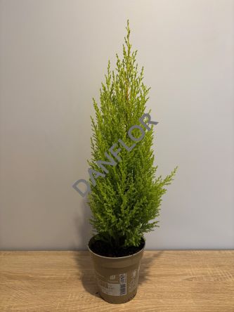 Cupressus Goldcrest 'Wilma' - Cyprysik Goldcrest - P14