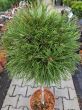 Pinus Mugo 'Varella' - Sosna Górska - Forma Pienna 90cm - C5 - 2