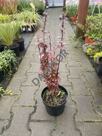 Berberis Thunbergii 'Dariusz' - Berberys Thunberga - C2