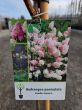 Hydrangea Panic. Vanille-Fraise - Hortensja Bukietowa szczepiona FP60/70 C5 - 2