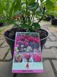 Hydrangea Paniculata Bonfire - Hortensja Bukietowa C5 - 2