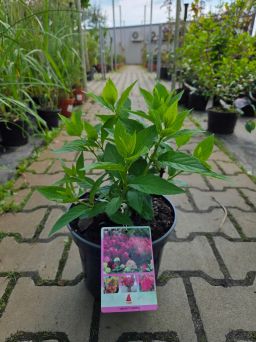Hydrangea Paniculata Bonfire - Hortensja Bukietowa C5