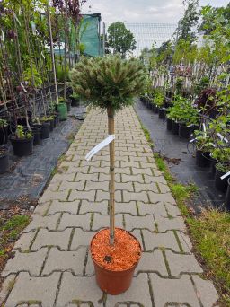 Pinus Uncinata Wiel - Sosna hakowata (forma szczepiona) FP60cm - C5