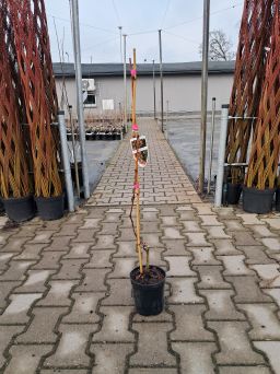 Winogrono 'Einset' - Vitis - C2/C3