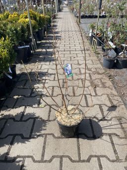 Vaccinium Corymbosum 'Chandler' - Borówka Amerykańska - C2/C3
