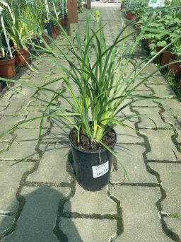 Hemerocallis 'Stella de Oro' - Liliowiec - C3