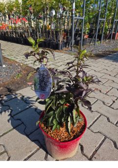 Sambucus Nigra 'Black Tower' - Bez Czarny - C4