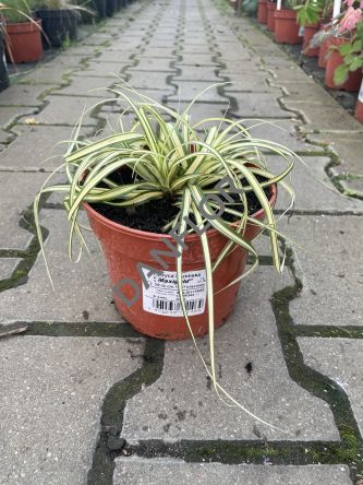 Carex Oshimensis 'Maxigold' - Turzyca Oszimska - C1,5