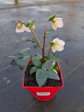 Helleborus HGC Ice N' Roses 'Ivory Blush ' - Ciemiernik Pełny - C2