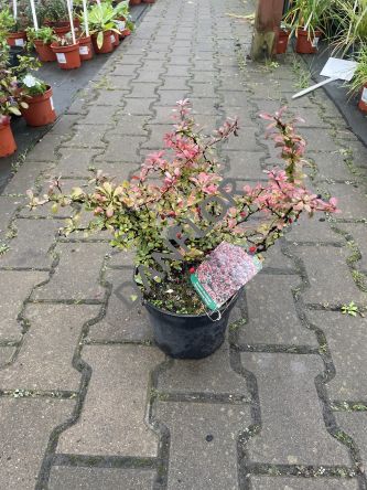 Berberis Thunbergii 'Atropurpurea Nana' - Berberys Thunberga - C3