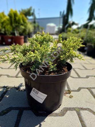 Juniperus Squamata 'Holger' - Jałowiec Łuskowaty - C3