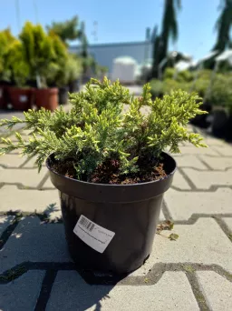 Juniperus Squamata 'Holger' - Jałowiec Łuskowaty - C3