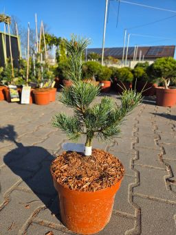 Pinus parviflora Schoon's Bonsai - sosna drobnokwiatowa C4