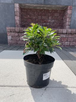 Pieris Japonica 'Valley Valentine' - Pieris Japoński - C3