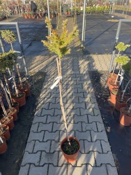 Larix Decidua 'Blue Ball' - Modrzew Europejski - Forma Pienna 80/100cm