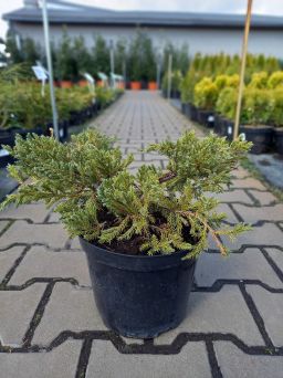 Juniperus Squamata 'Blue Carpet' - Jałowiec Łuskowaty - C3