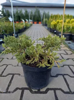 Juniperus Squamata 'Blue Carpet' - Jałowiec Łuskowaty - C3