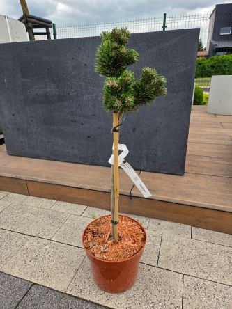 Pinus Mugo Jacobsen - Sosna górska (forma szczepiona) FP50CM - C4