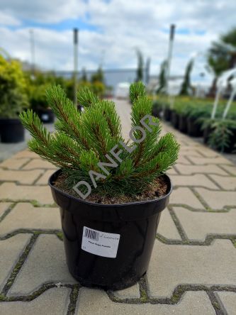 Pinus Mugo 'Pumillo' - Sosna Górska - C3