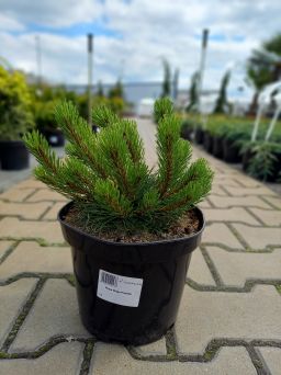 Pinus Mugo 'Pumillo' - Sosna Górska - C3