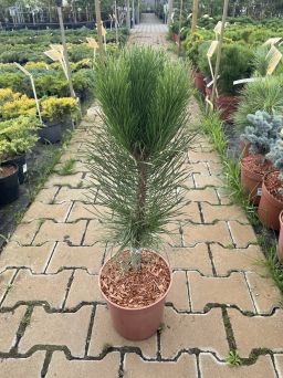 Pinus Nigra 'Geant de Suisse' - Sosna Czarna - C5