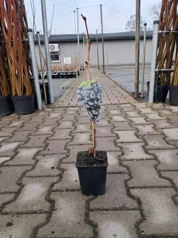 Winogrono 'Rondo' - Vitis - P9/P11