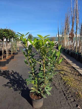 Prunus Laurocerasus Caucasica - Laurowiśnia wschodnia C5