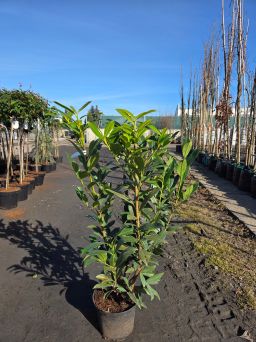 Prunus Laurocerasus Caucasica - Laurowiśnia wschodnia C5