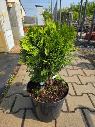 Thuja Occidentalis Danica - Żywotnik zachodni C7,5