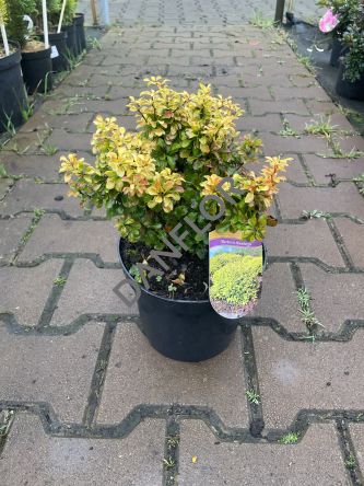 Berberis Thunbergii 'Bogozam' - Berberys Thunberga - C2