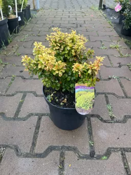 Berberis Thunbergii 'Bogozam' - Berberys Thunberga - C2